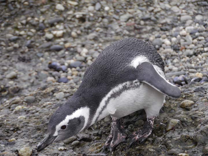 Humpoldt Pinguin - Chile